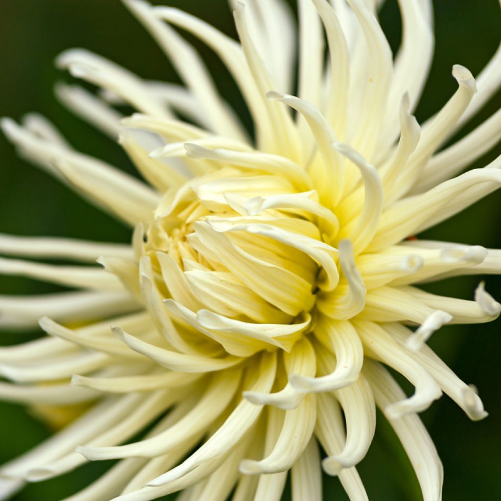 Dahlia Cactus Hybrids Mix seeds