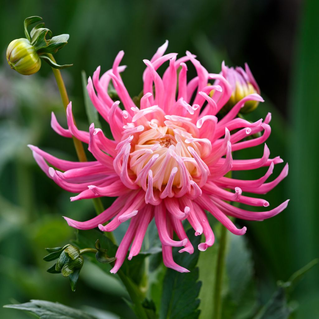 Dahlia Cactus Hybrids Mix seeds