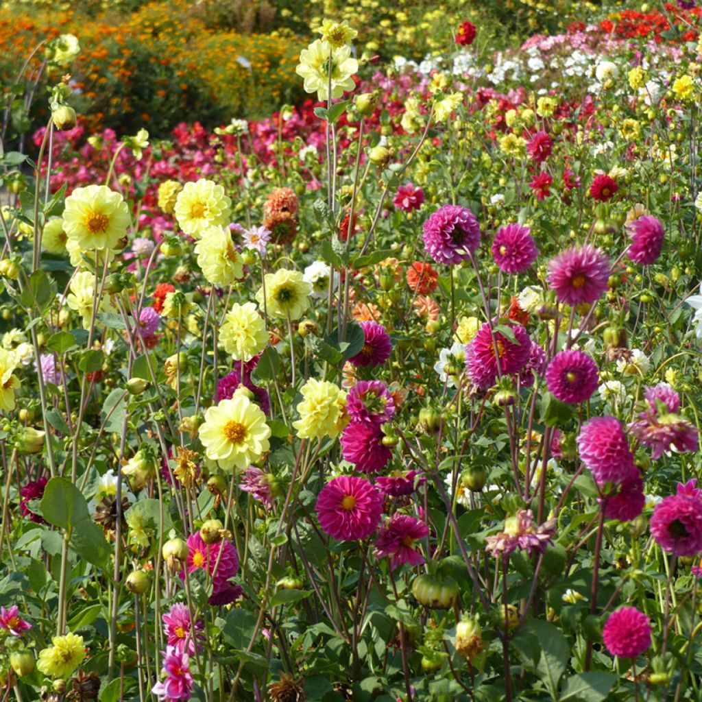 Dahlia Pompon Mix Seeds