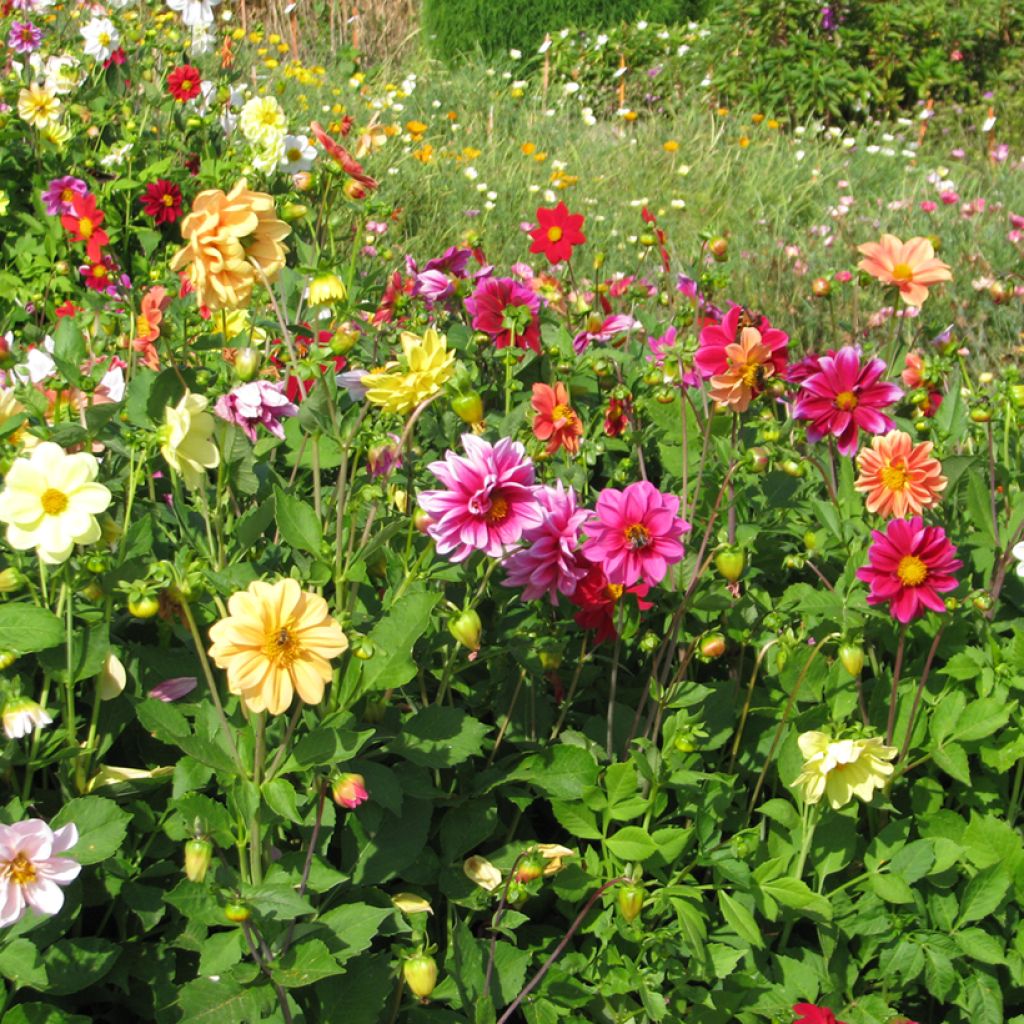 Dahlia Unwin Ideal Mix seeds