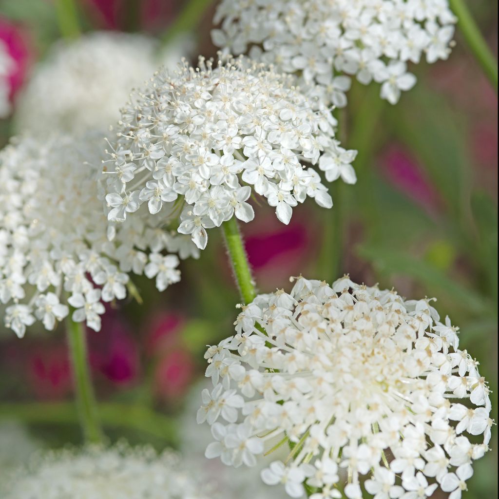 Didiscus caeruleus Lace White