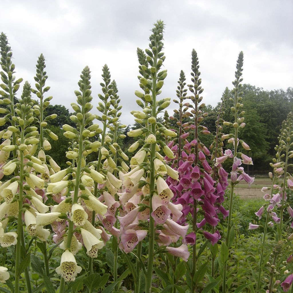 Digitalis purpurea Foxy Mix seeds - foxglove