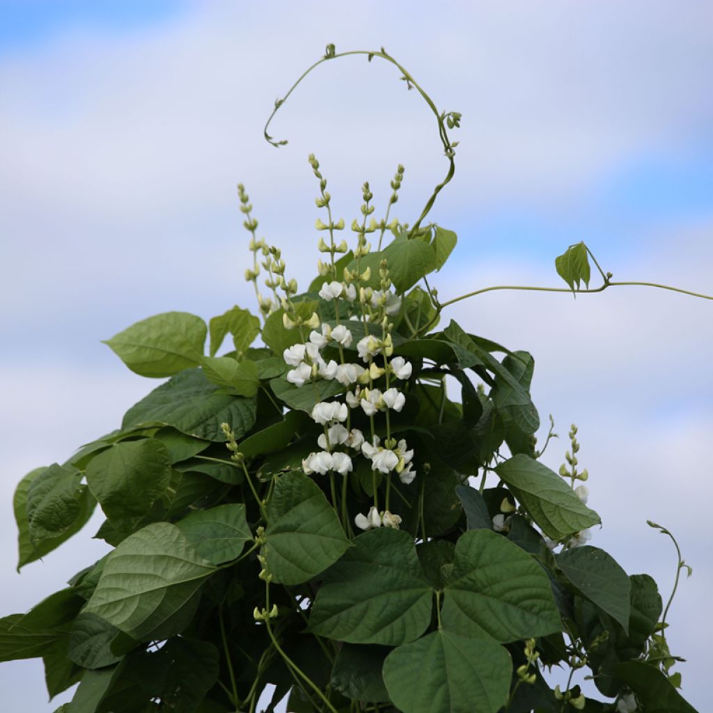 Dolichos Silver Moon - Lablab bean seeds