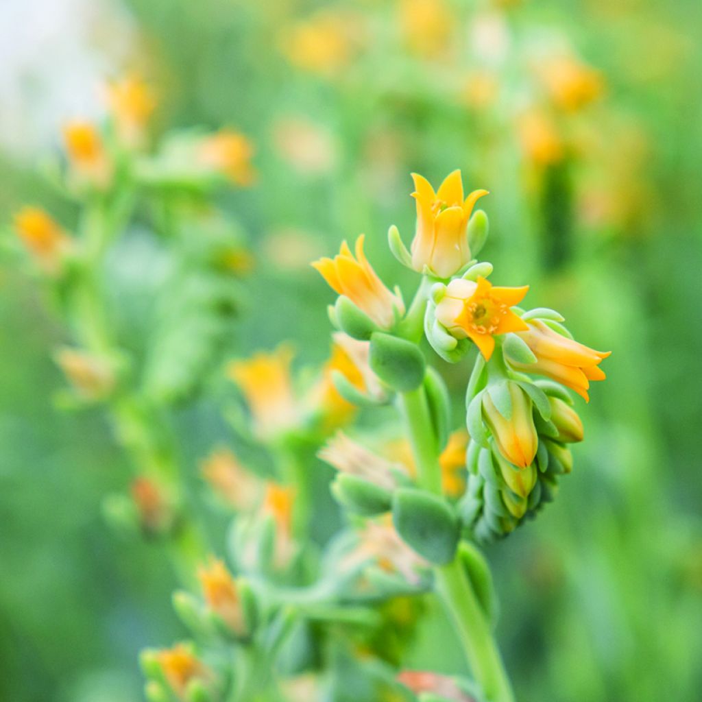 Echeveria peacockii Urban Yellow seeds