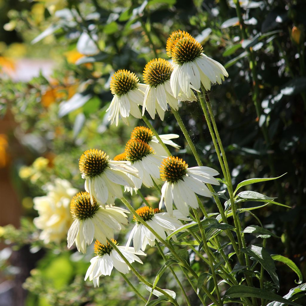 Echinacea purpurea Feeling White - Purple coneflower seeds