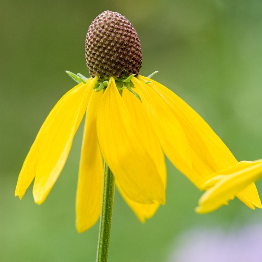 Echinacea paradoxa - seeds