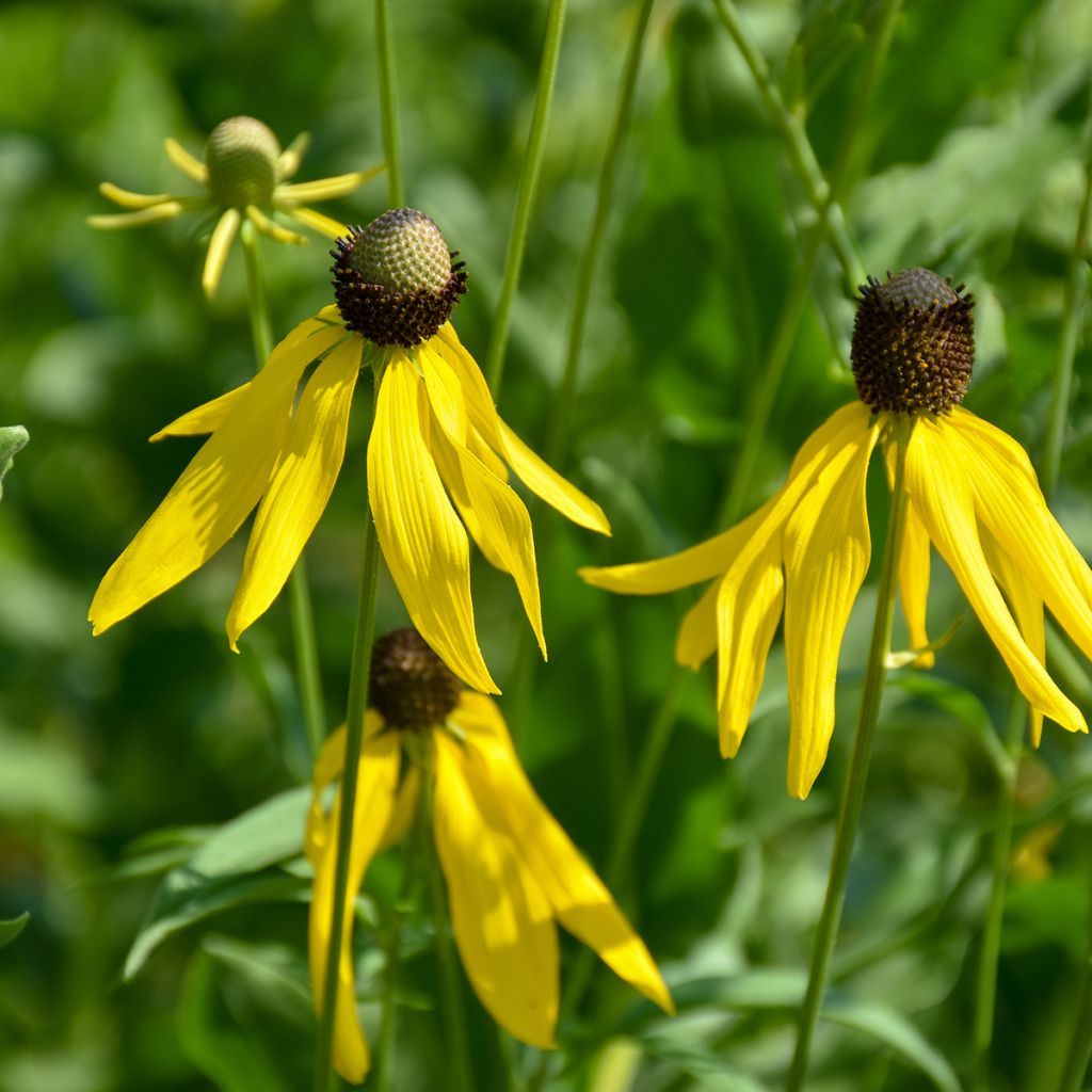 Echinacea paradoxa - seeds