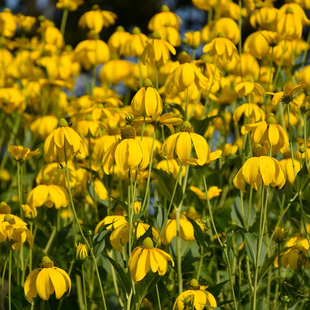 Echinacea paradoxa - seeds