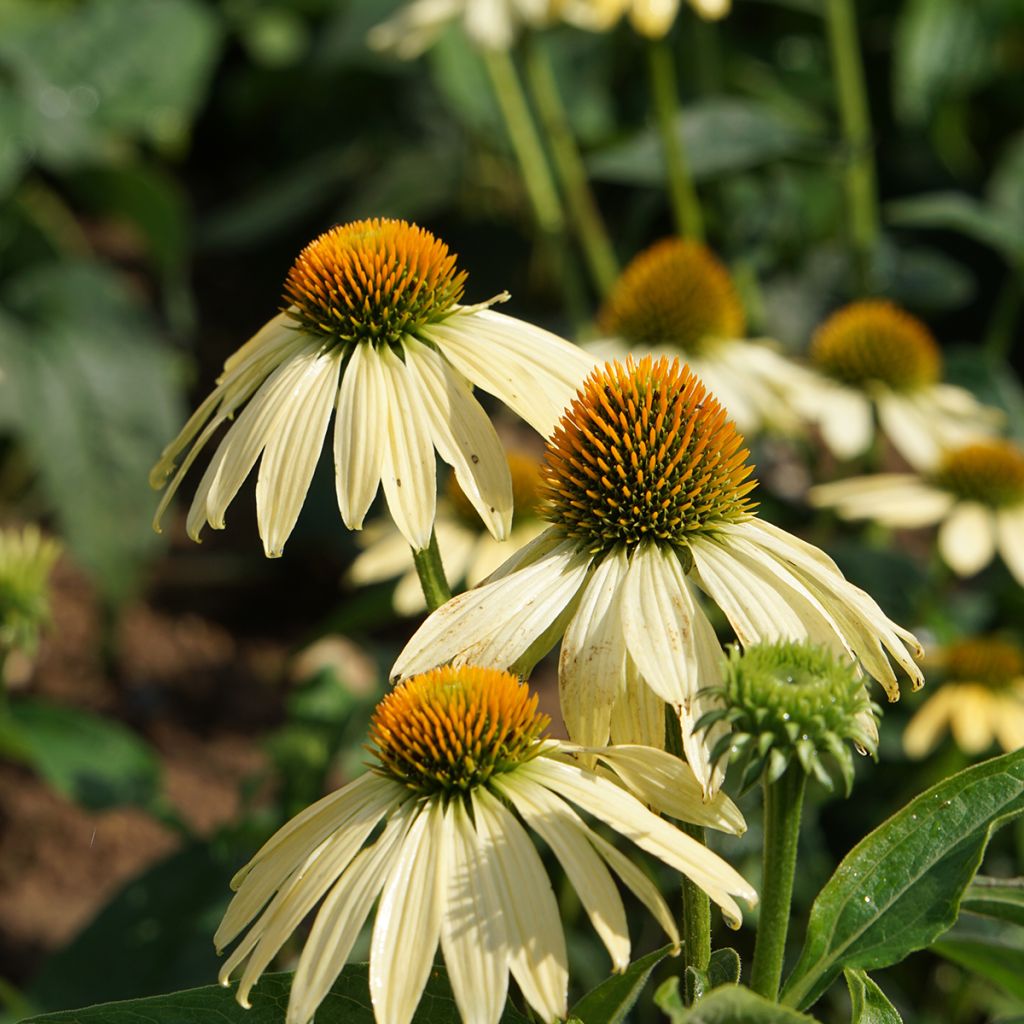 Echinacea purpurea Paradiso Yellow - seeds