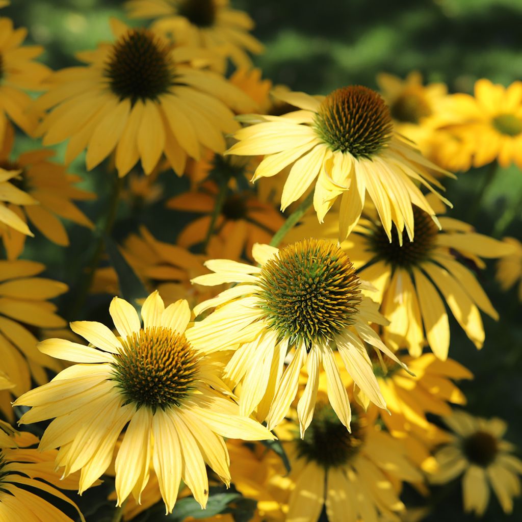 Echinacea purpurea Paradiso Yellow - seeds