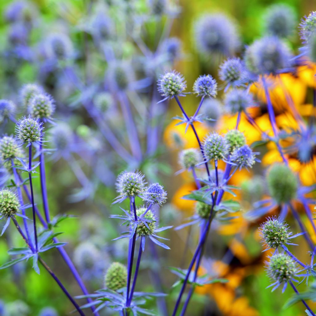 Eryngium planum Blue Glitter seeds - Flat Sea Holly, Blue Eryngo, Blue Sea Holly