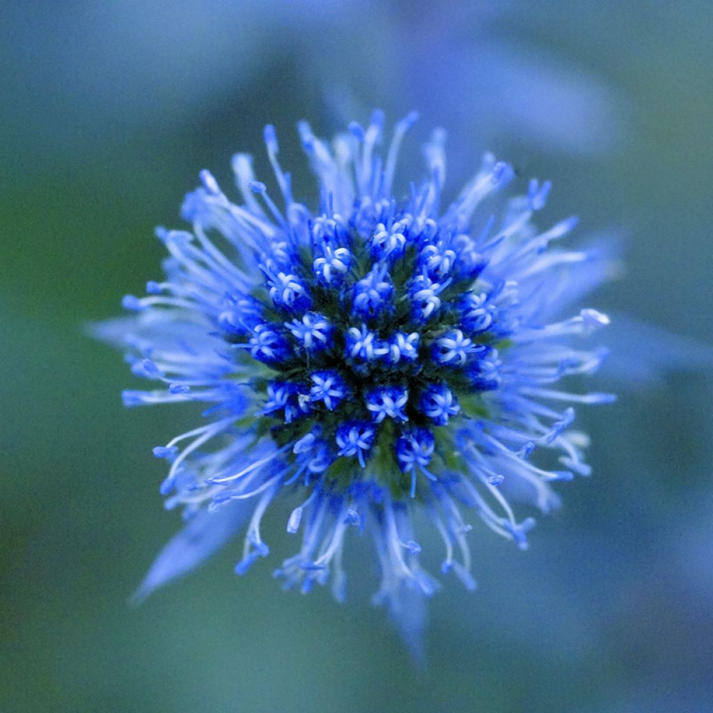 Eryngium planum Blue Glitter seeds - Flat Sea Holly