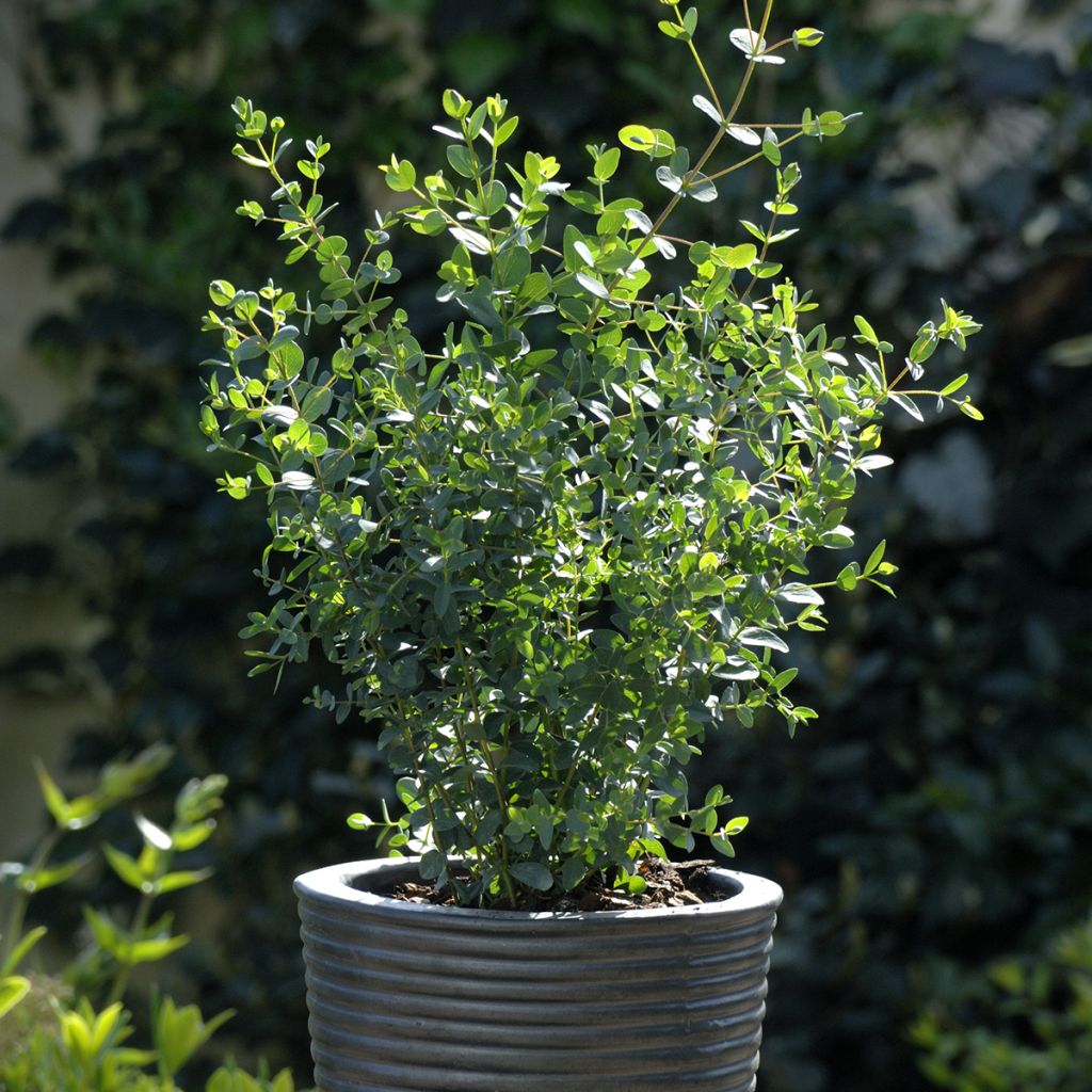 Eucalyptus parvula Boxwood - Small-leaved Gum