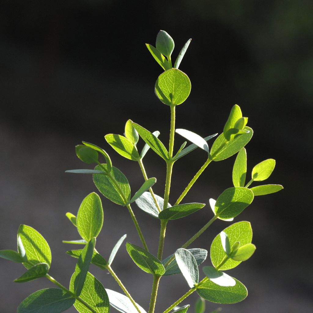 Eucalyptus parvula Boxwood - Small-leaved Gum