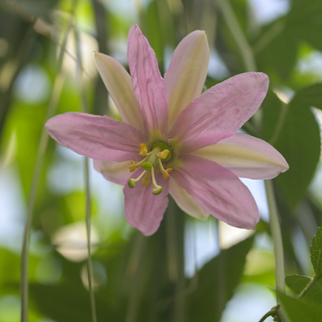 Passiflora tripartita var. mollissima seeds - Curuba