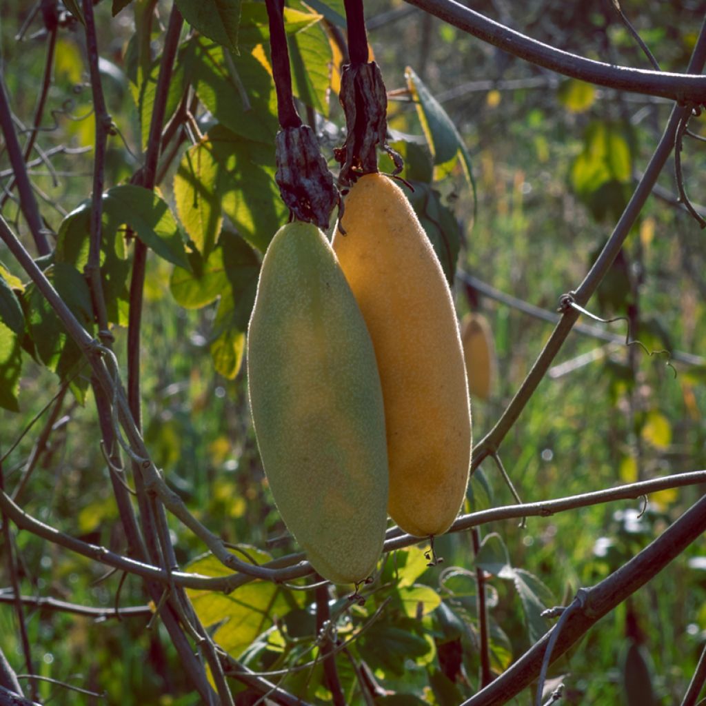 Passiflora tripartita var. mollissima seeds - Curuba