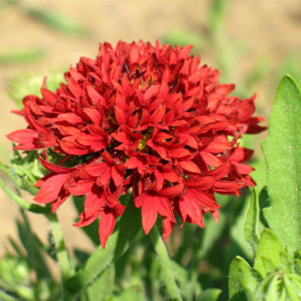 Gaillardia pulchella Red Plume seeds - Blanket Flower