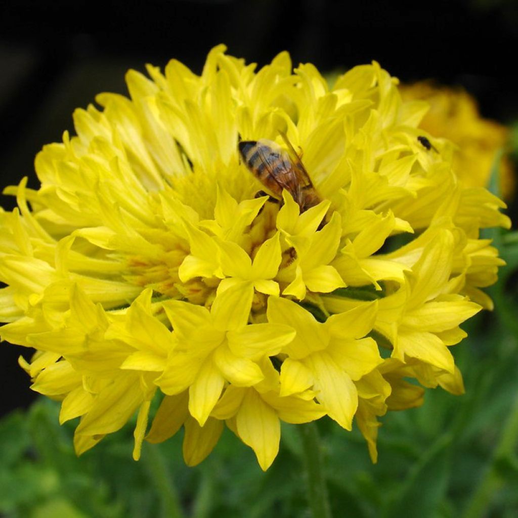 Gaillardia pulchella Yellow Plume seeds- Blanket Flower