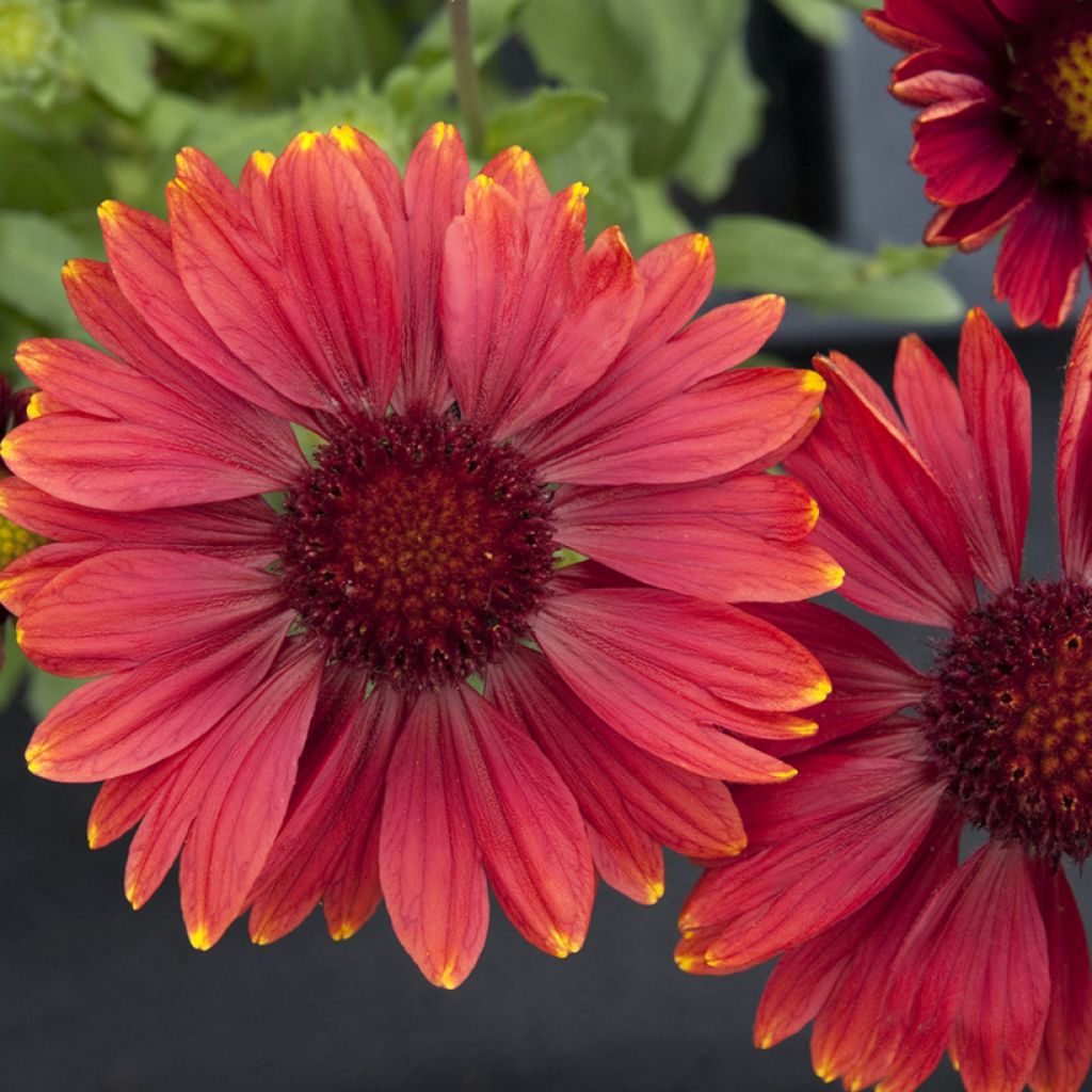 Gaillardia Arizona Red Shades Seeds