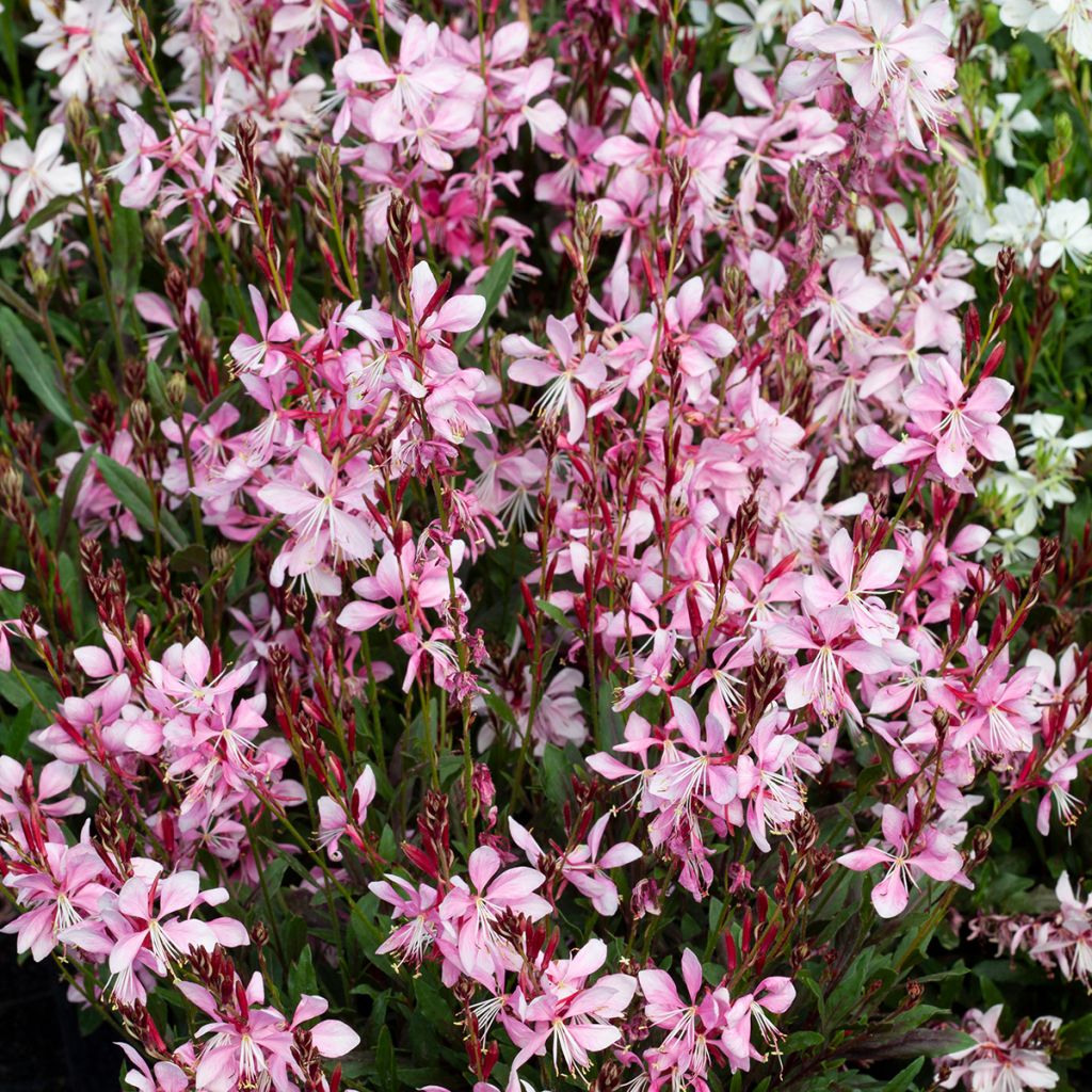 Gaura lindheimeri Emmeline Pink Bouquet - seeds