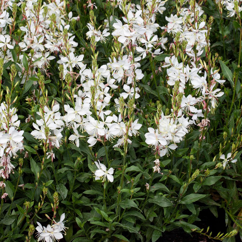 Gaura lindheimeri Emmeline White - seeds