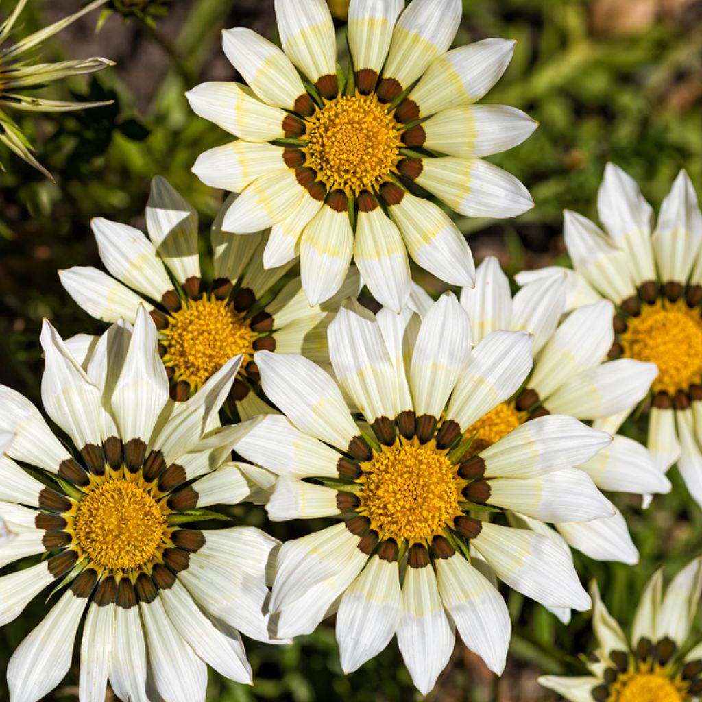 Gazania Kiss White F1 Seeds - Treasure flower