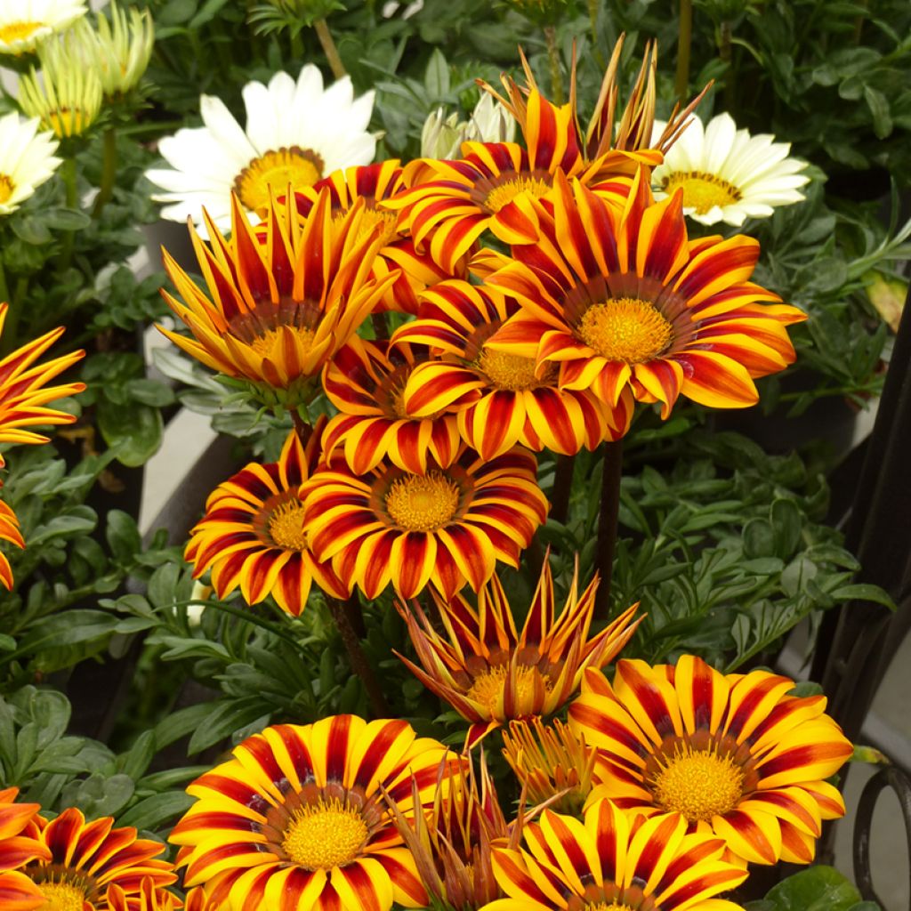 Gazania rigens Zany Orange Flame seeds - Treasure Flower