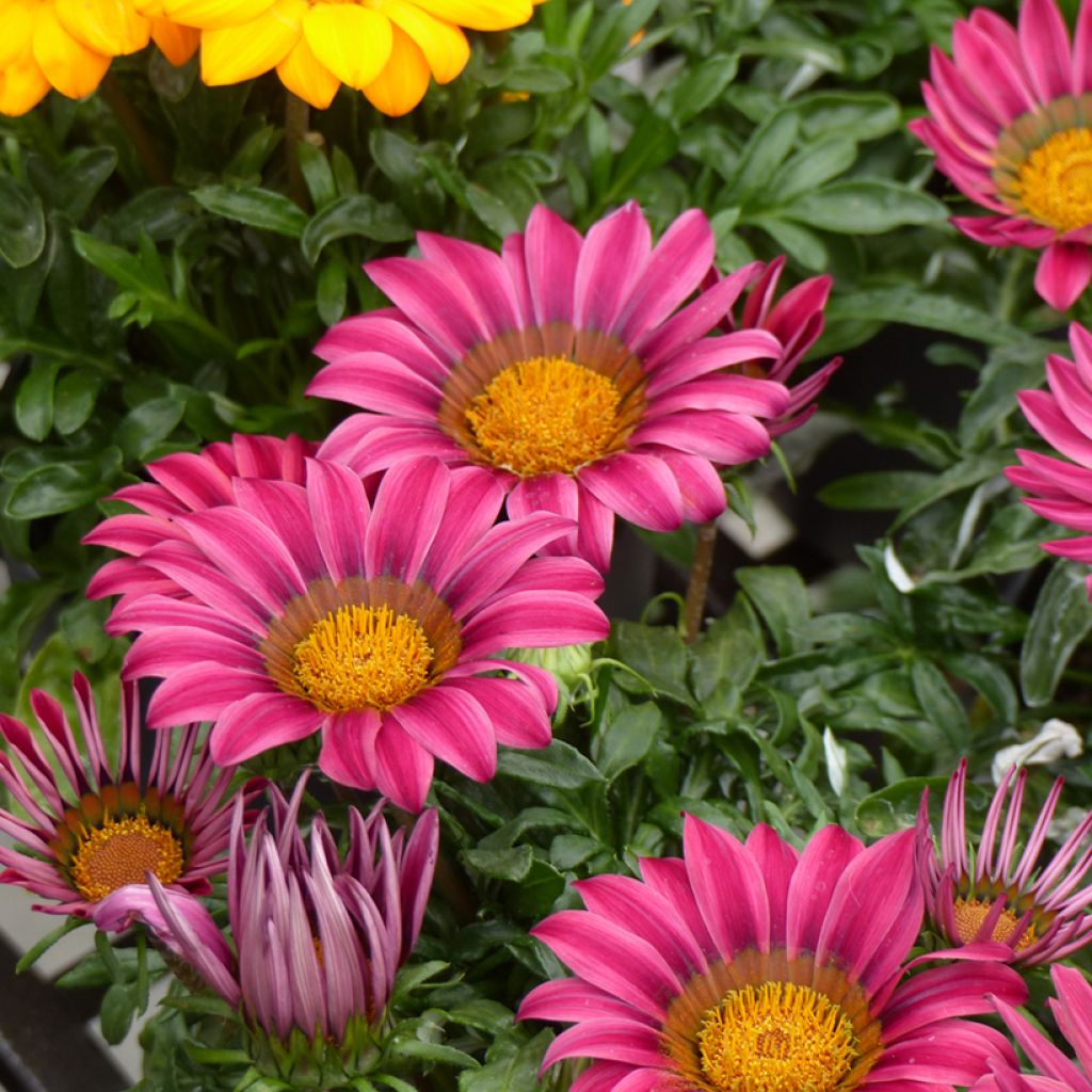 Gazania rigens Zany Pink seeds - Treasure Flower