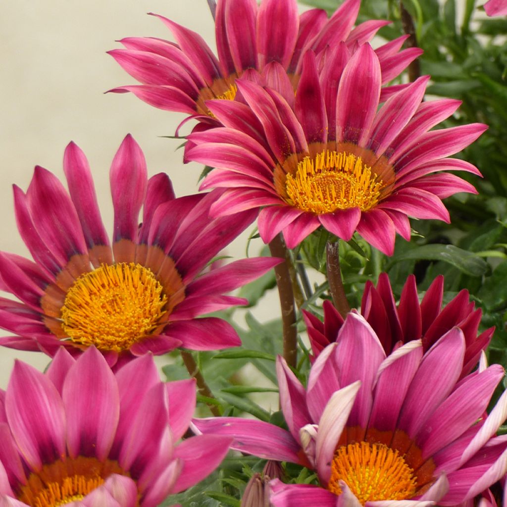 Gazania rigens Zany Pink seeds - Treasure Flower