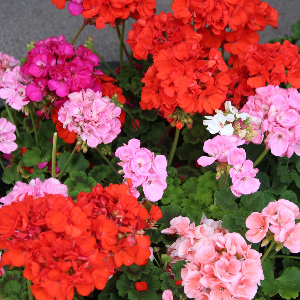 Pelargonium Horizon Shadow Mix F1 - seeds