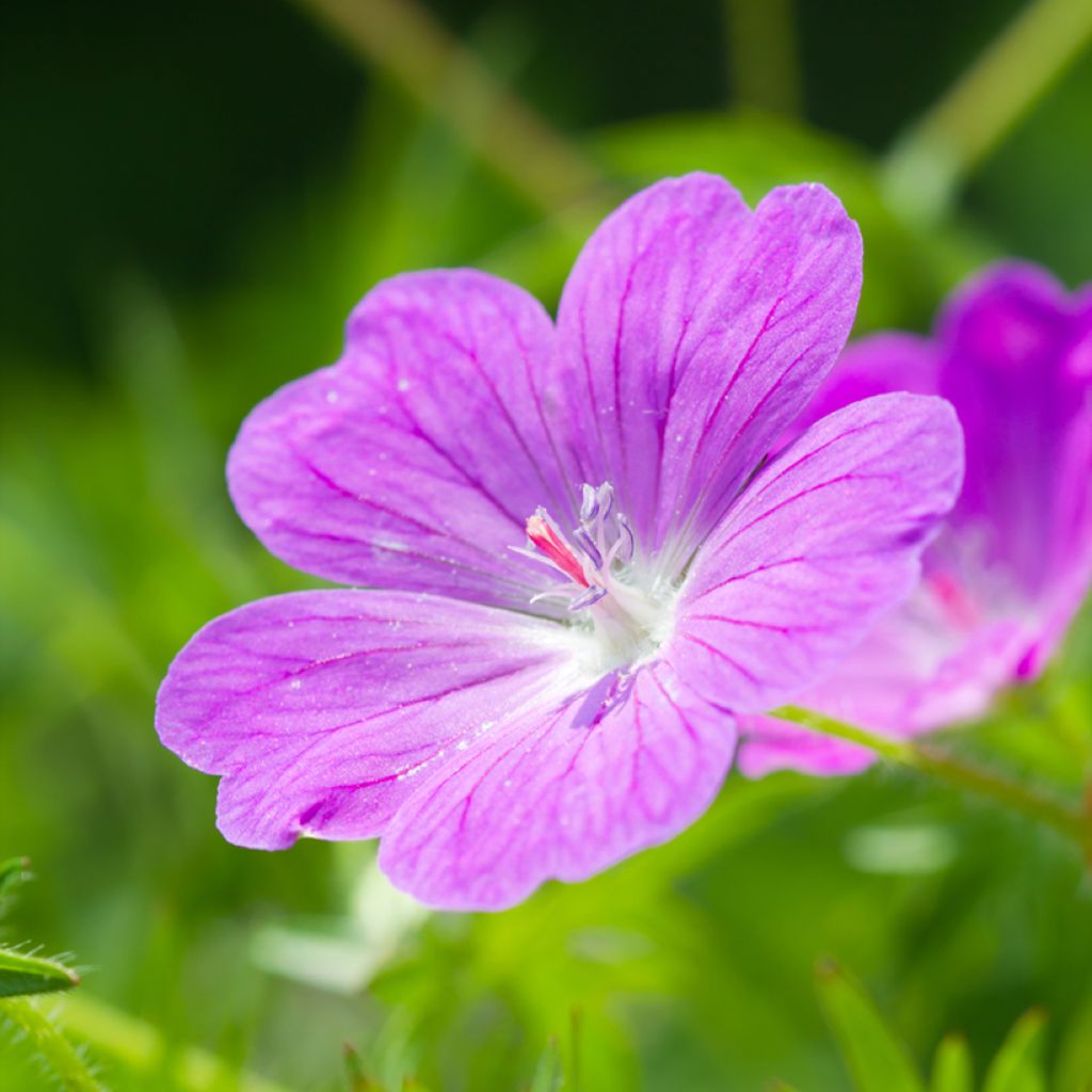 Geranium sanguineum Vision Violet (Vision series) seeds - Bloody cranesbill