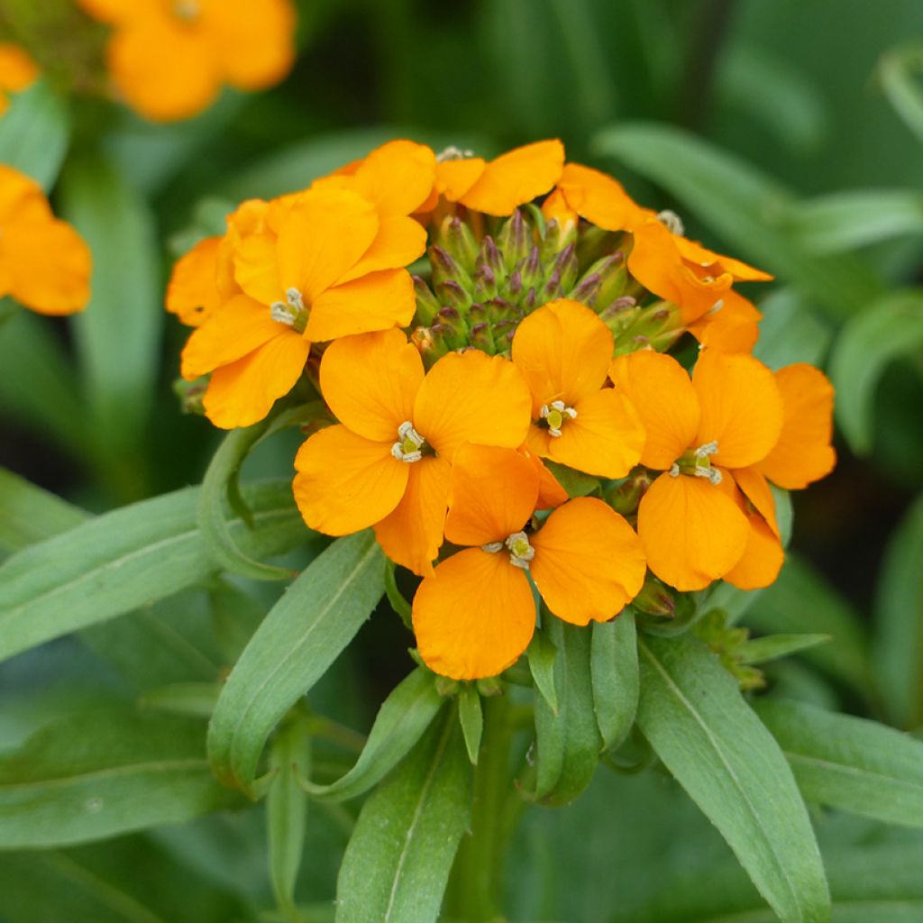 Erysimum allionii Orange seeds - Siberian wallflower