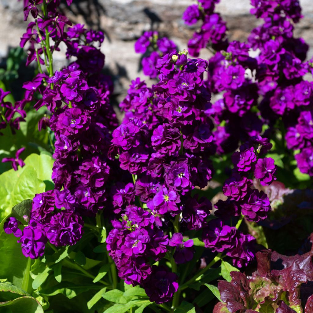 Matthiola incana Anytime Deep Purple (Anytime Series) - Matthiole blanchâtre, Giroflée des jardins, Violier, Grande giroflée, Giroflée des fleuristes, Giroflée quarantaine