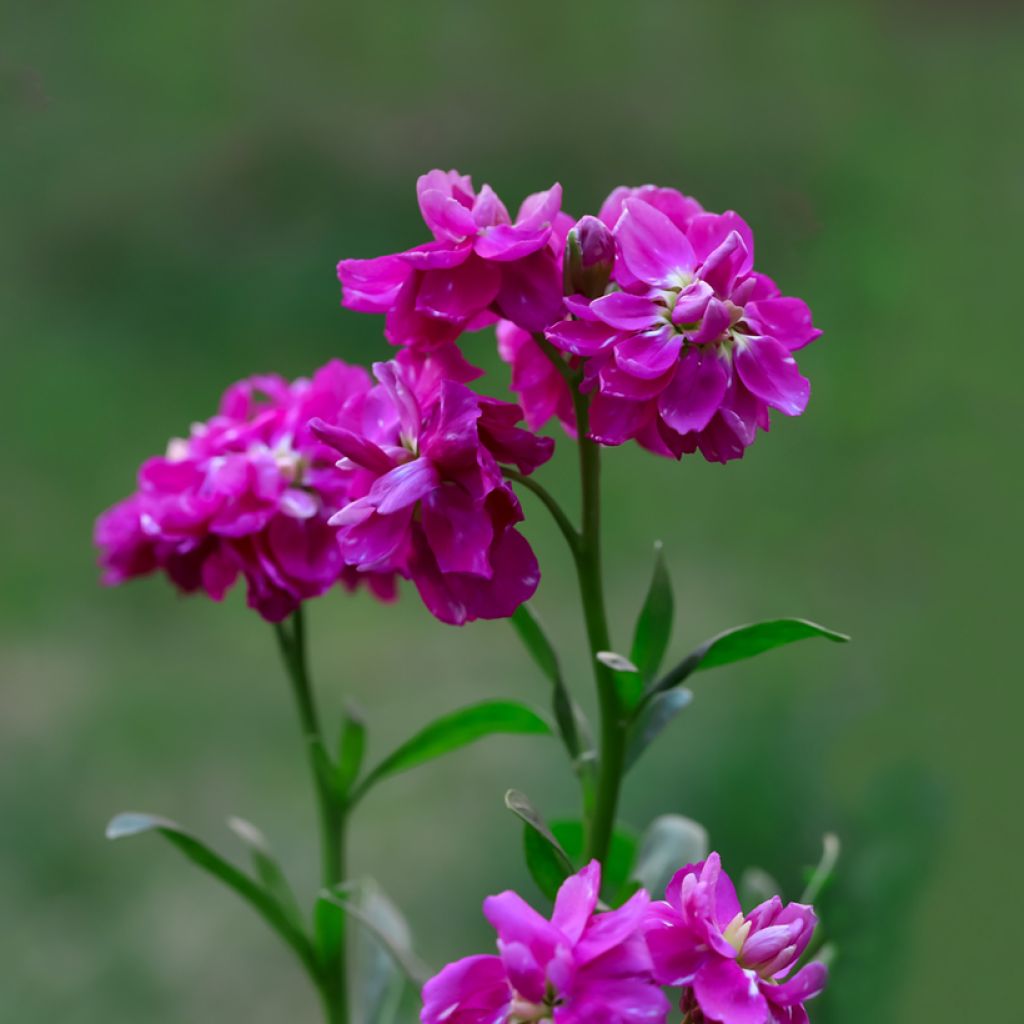 Matthiola incana Anytime Hot Pink (Anytime series) seeds - Stock