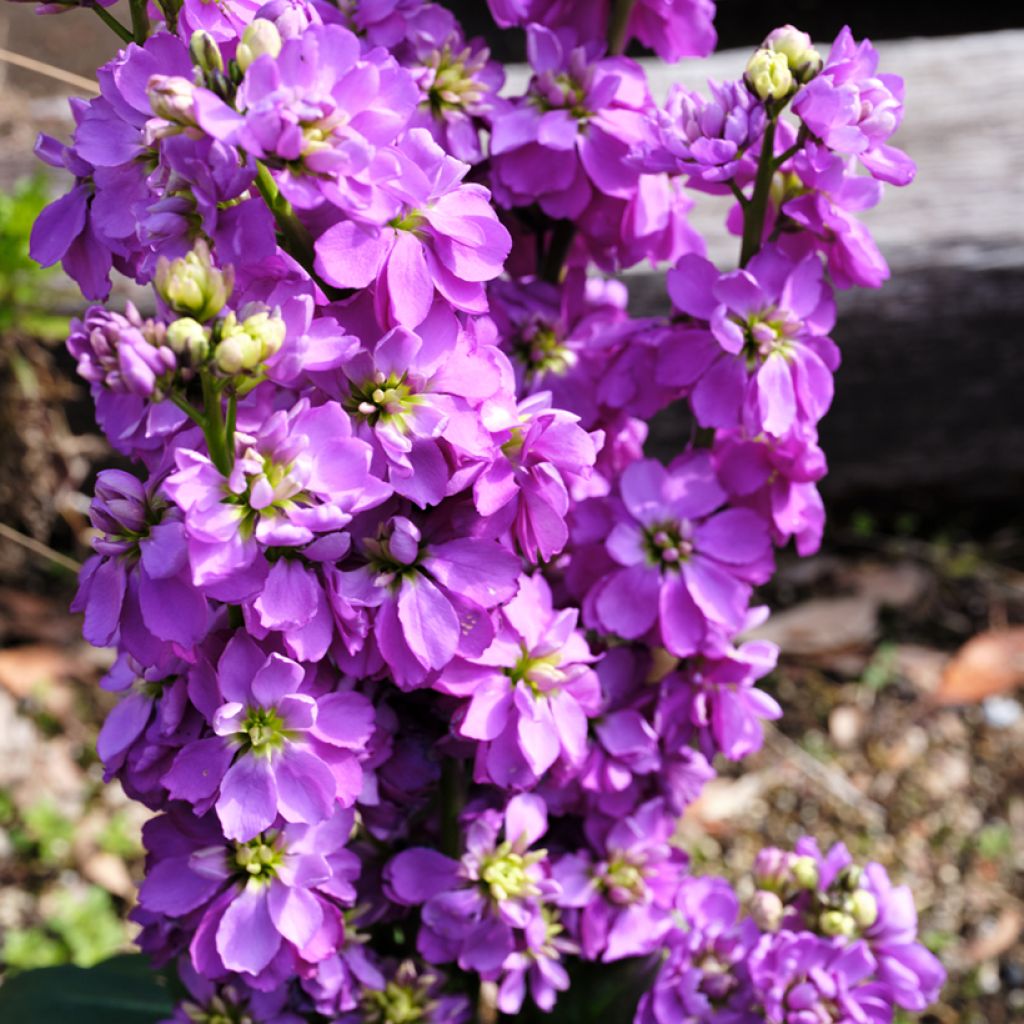 Matthiola incana Anytime Lavender (Anytime series) - Matthiole blanchâtre, Giroflée des jardins, Violier, Grande giroflée, Giroflée des fleuristes, Giroflée quarantaine