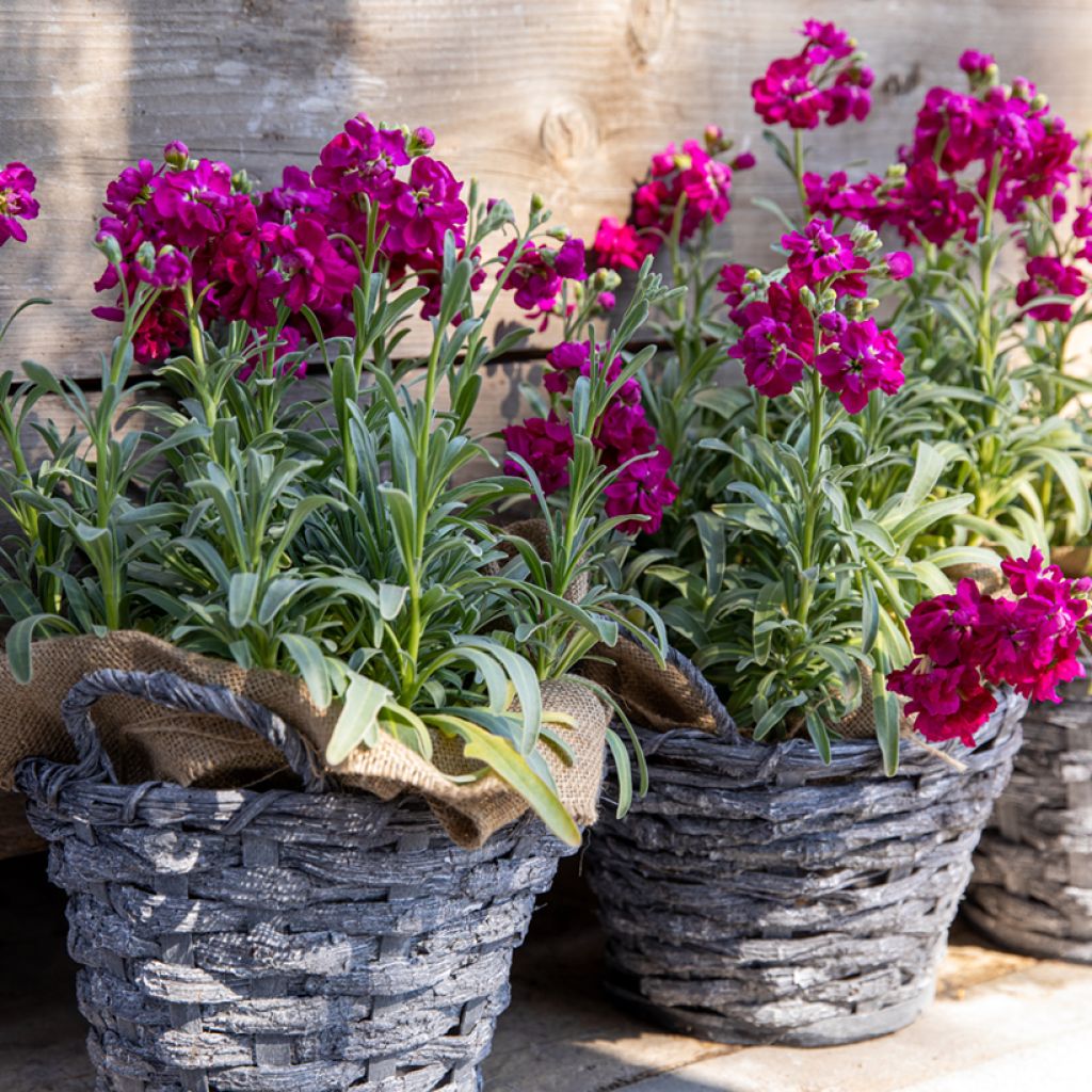 Matthiola incana Anytime Red (Anytime series) seeds - Stock