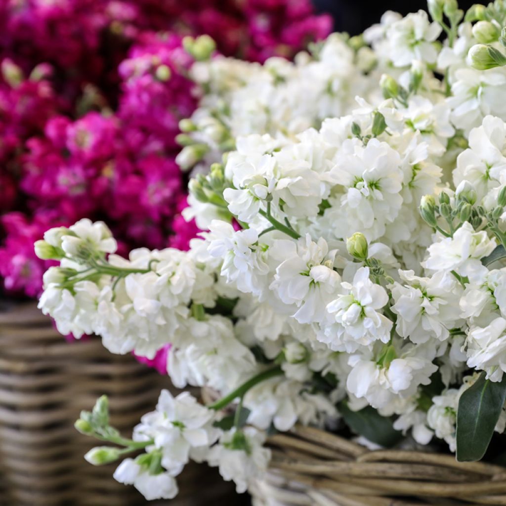 Matthiola incana Anytime White (Anytime series) - Matthiole blanchâtre, Giroflée des jardins, Violier, Grande giroflée, Giroflée des fleuristes, Giroflée quarantaine