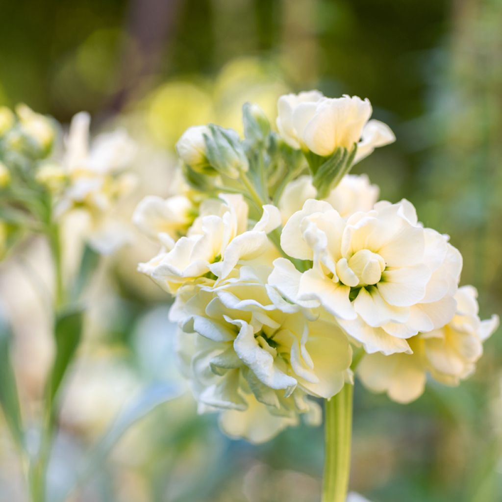 Matthiola incana Anytime Yellow (Anytime series) seeds - Stock