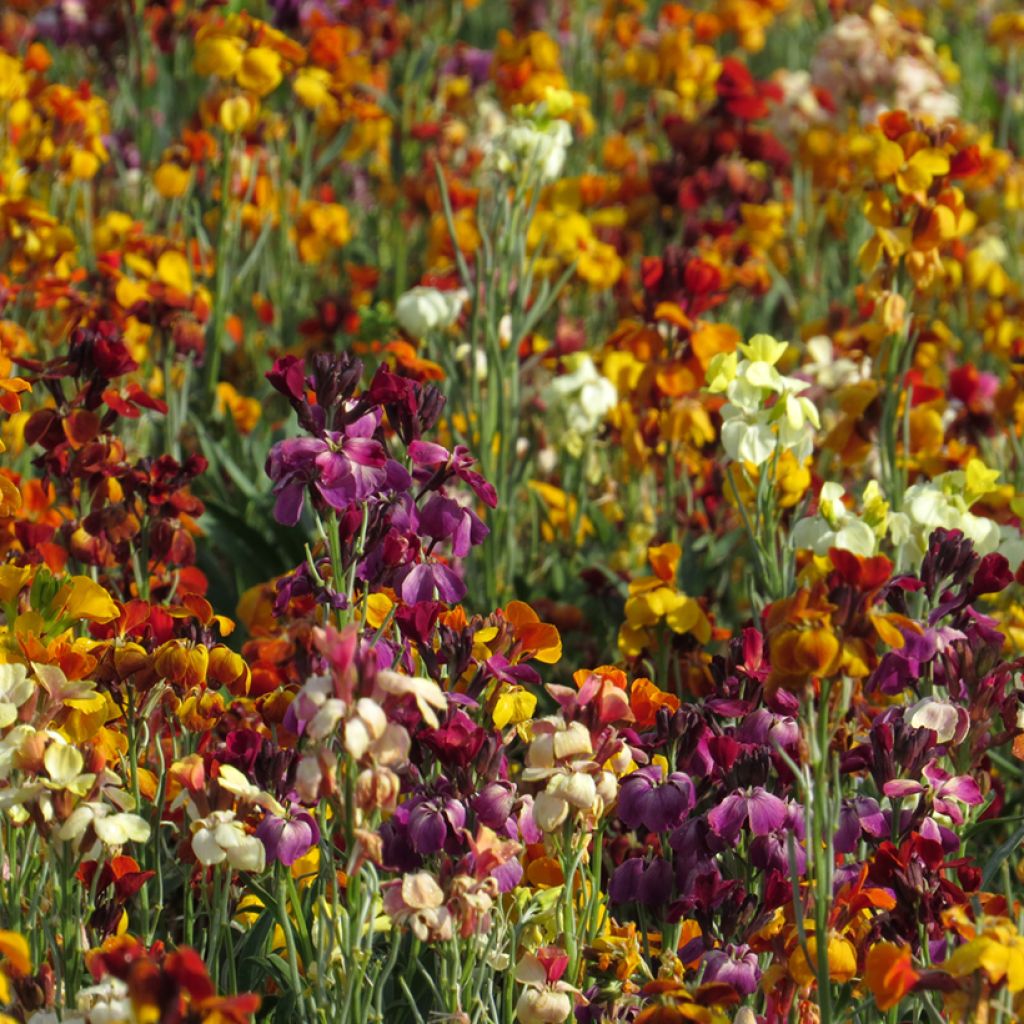 Wallflower Fair Lady Mixed Seeds