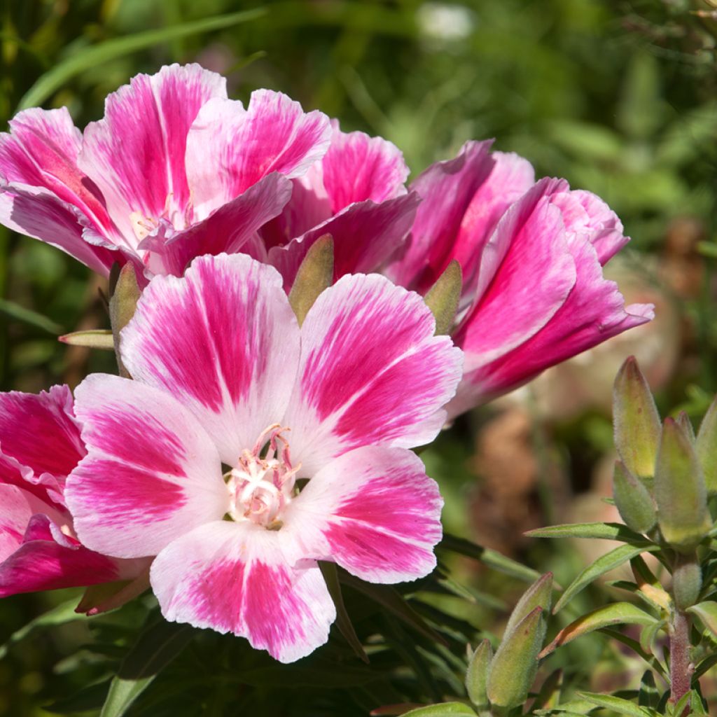 Godetia Rembrandt Seeds - Clarkia