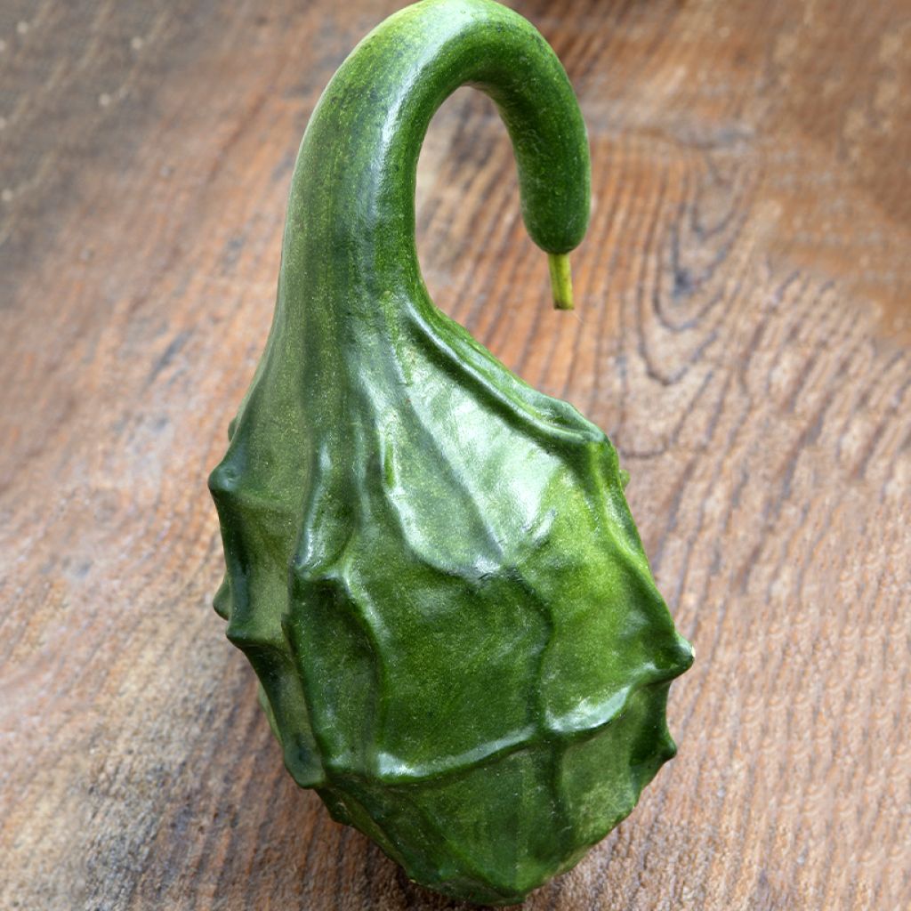 Calabash gourd bottle Dinosaur seeds - Lagenaria siceraria