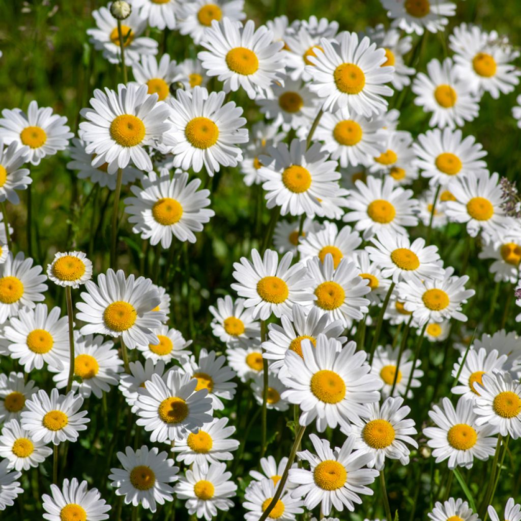 Leucanthemum vulgare - Oxeye Daisy seeds