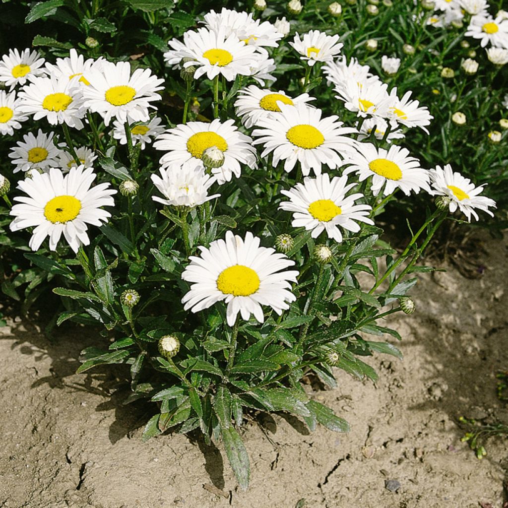 Leucanthemum x superbum Silver Princess seeds - Shasta daisy