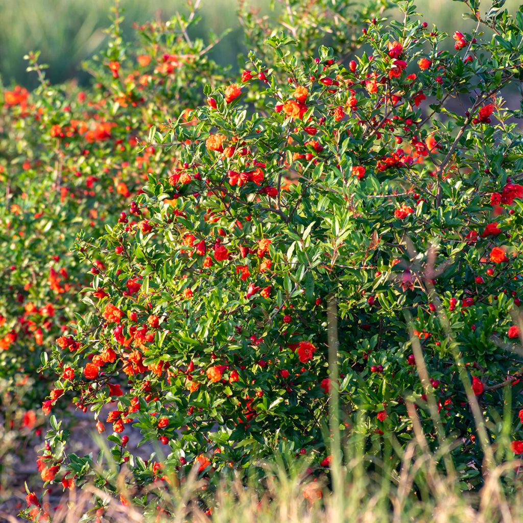 Punica granatum Nana - Pomegranate seeds 