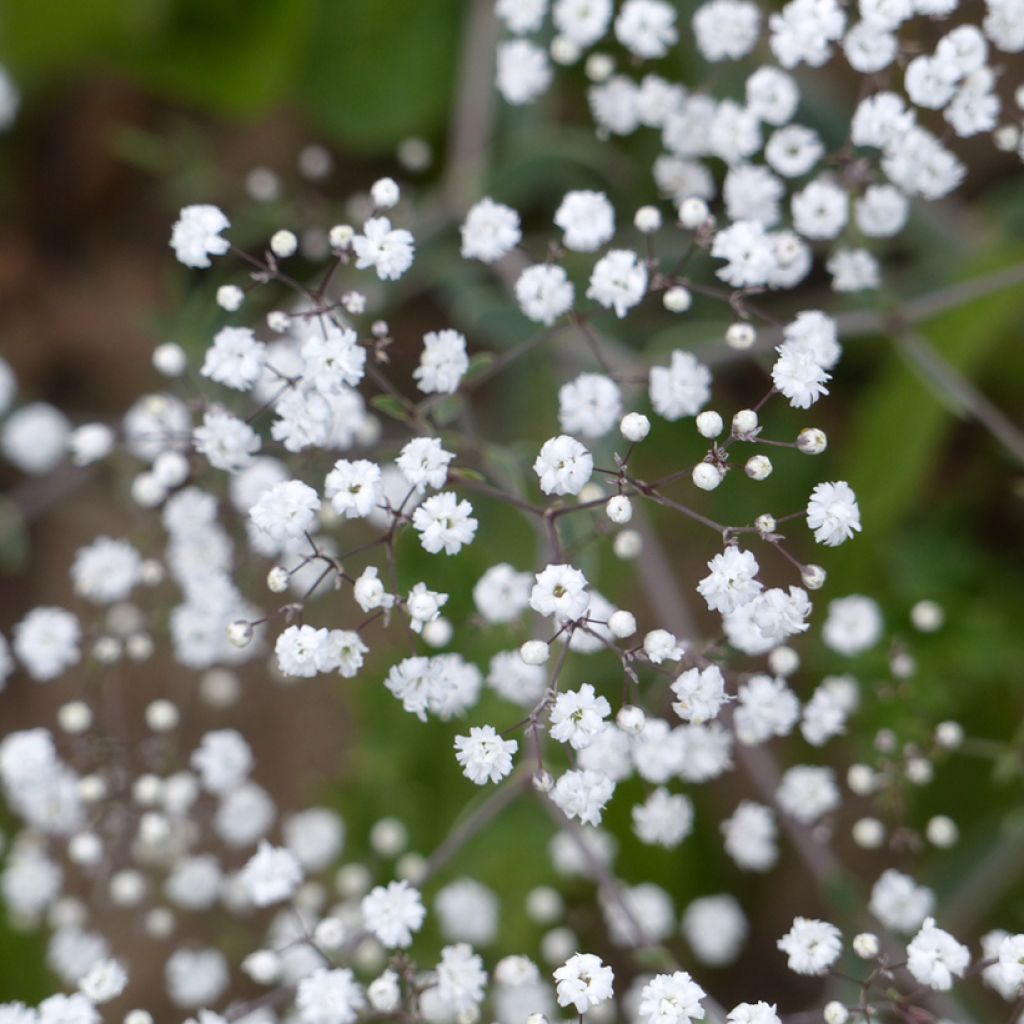 Gypsophila paniculata Snowflake seeds - Baby's breath