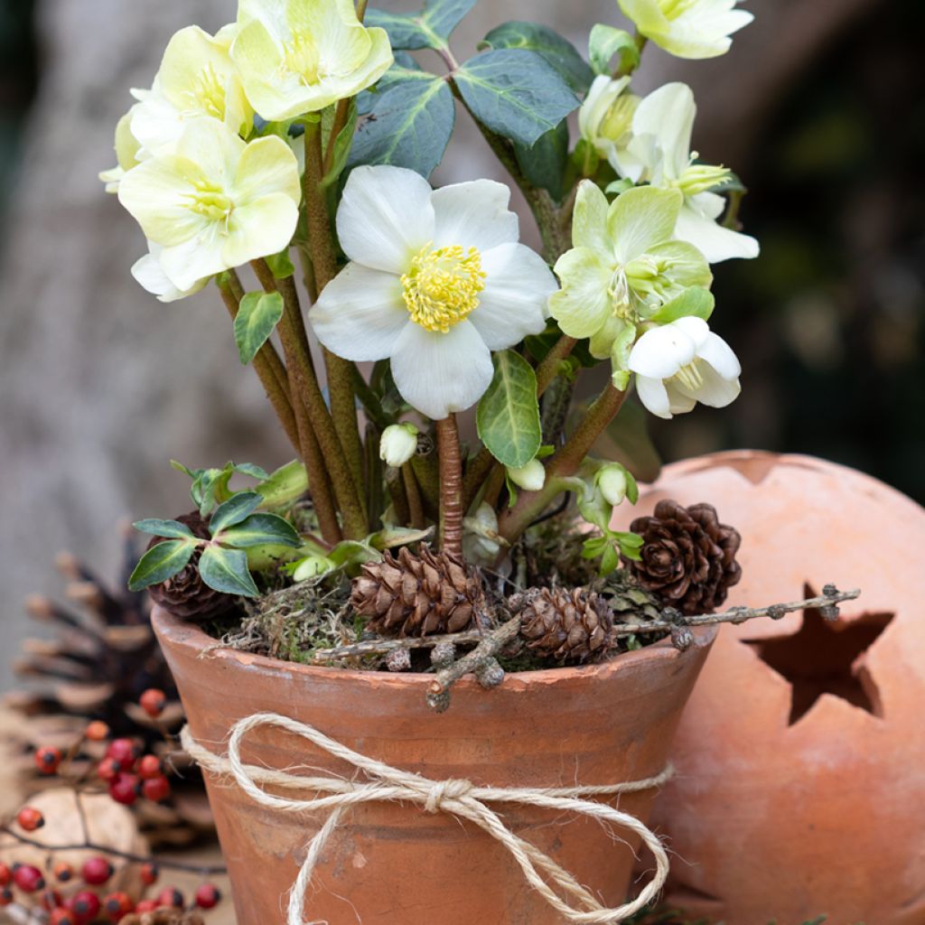 Helleborus niger - Christmas Rose (seeds)