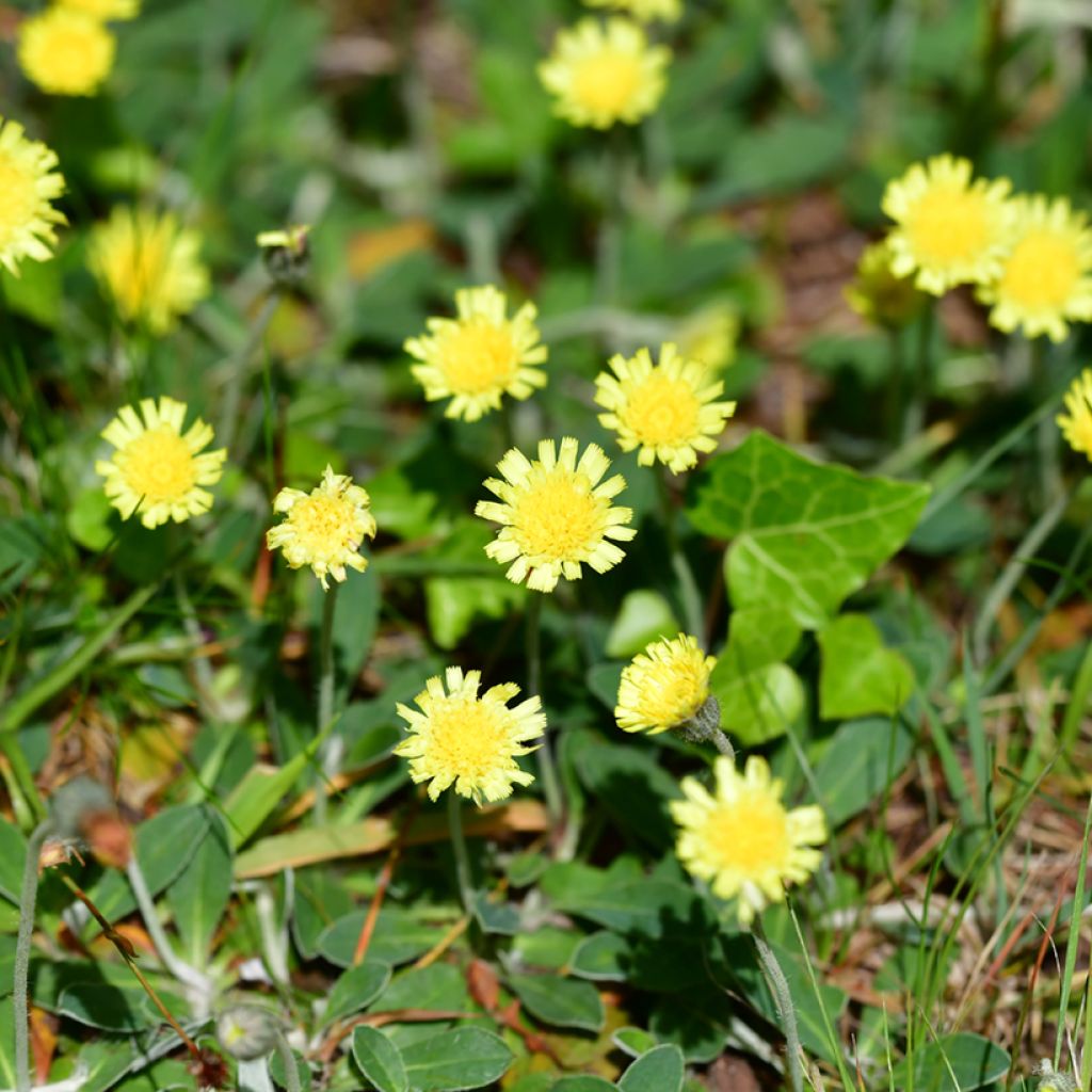 Pilosella officinarum seeds - Mouse-ear Hawkweed