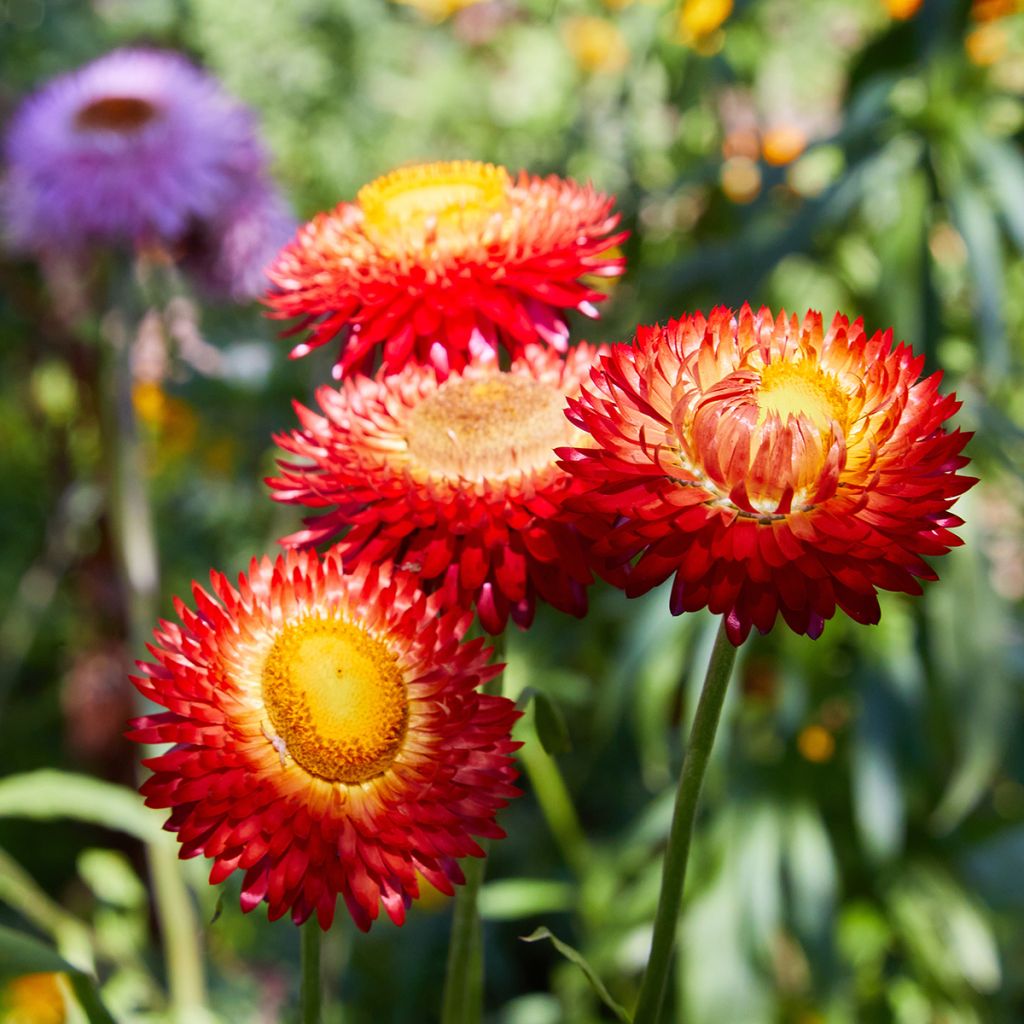 Helichrysum bracteatum Fireball - Strawflower seeds