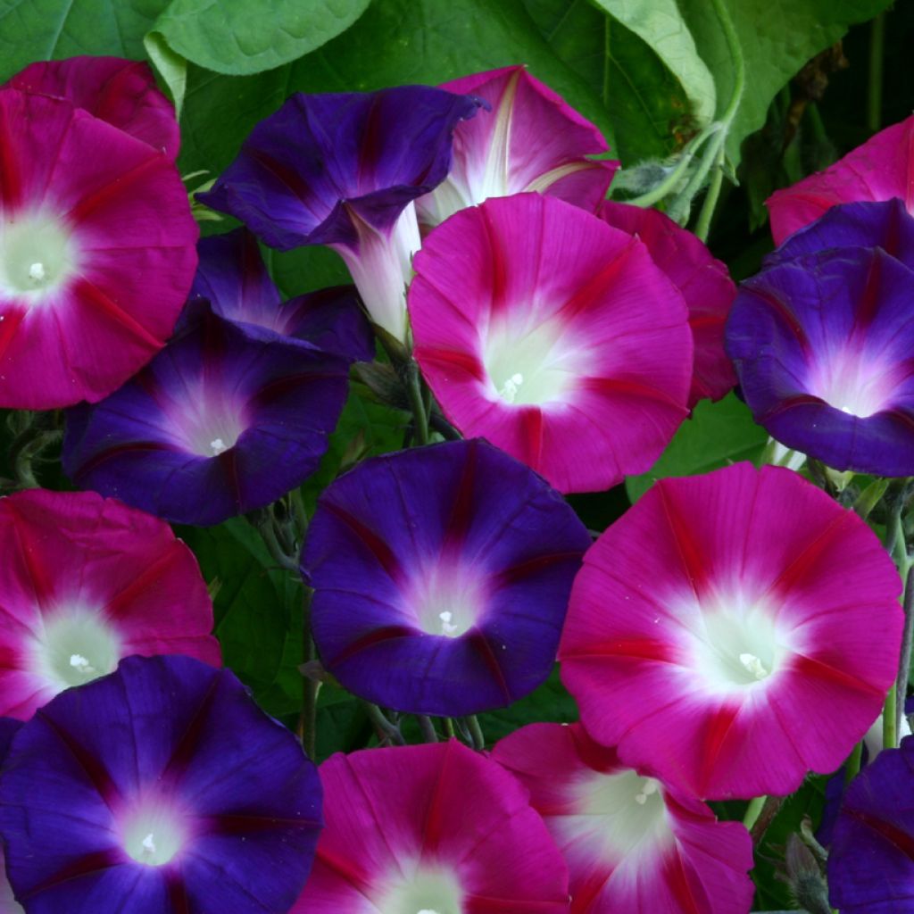 Ipomoea purpurea - Morning Glory Bohemian Shades seeds