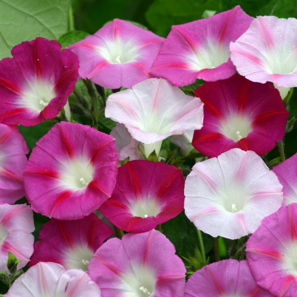 Ipomoea purpurea - Morning Glory La Vie en Rose seeds